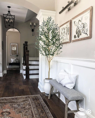 Phimos placed in office corner creating low-maintenance professional greenery