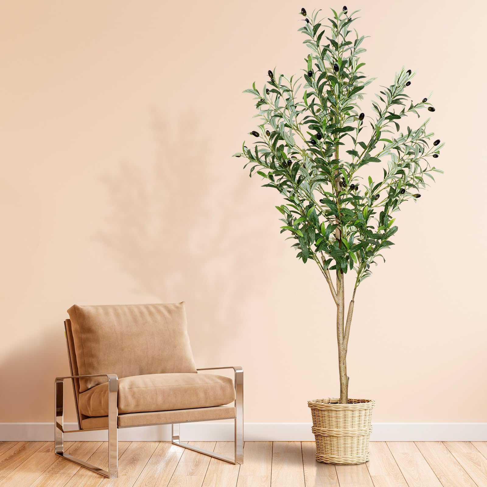 plantsworld front view showing full 6ft olive tree and natural decor benefit