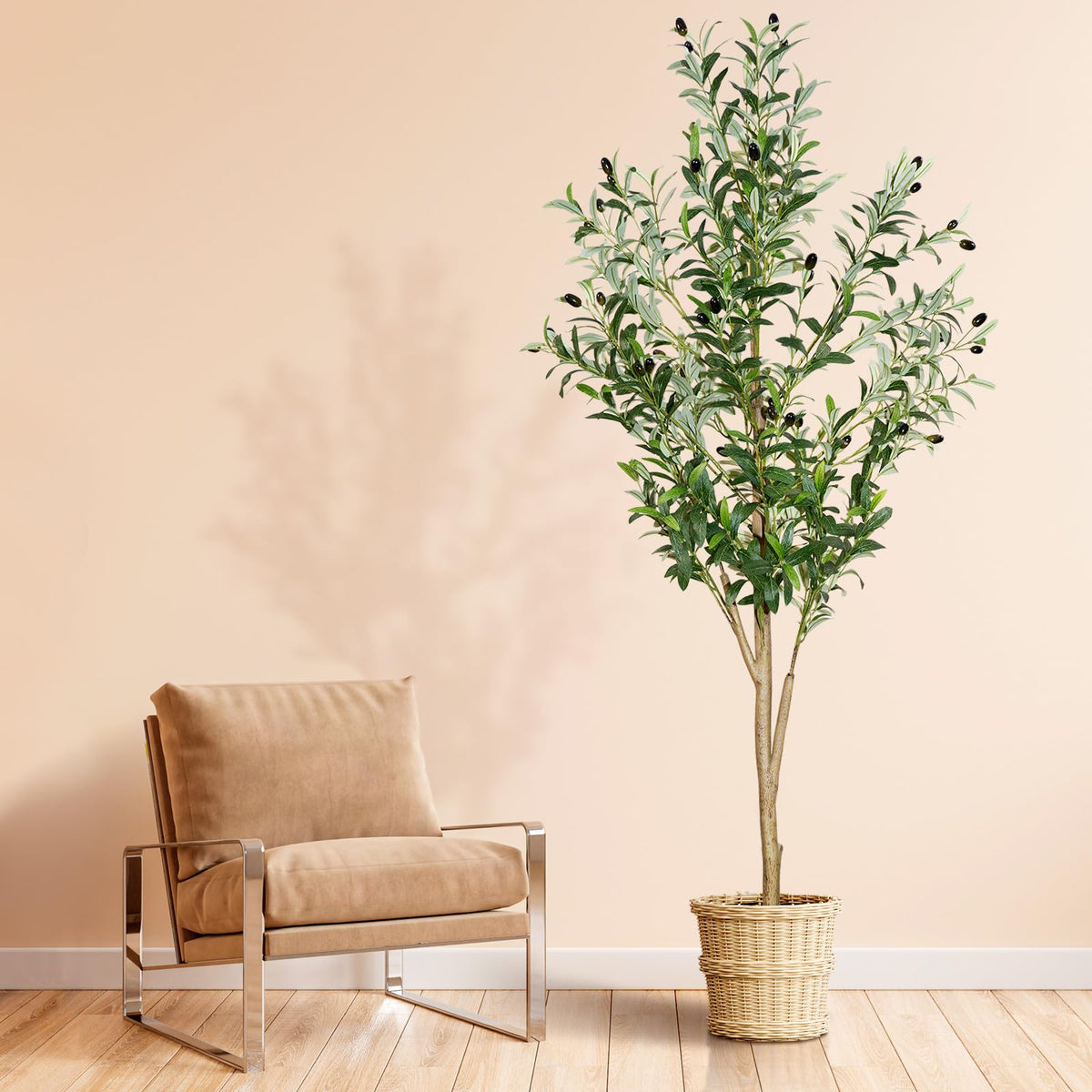 plantsworld front view showing full 6ft olive tree and natural decor benefit