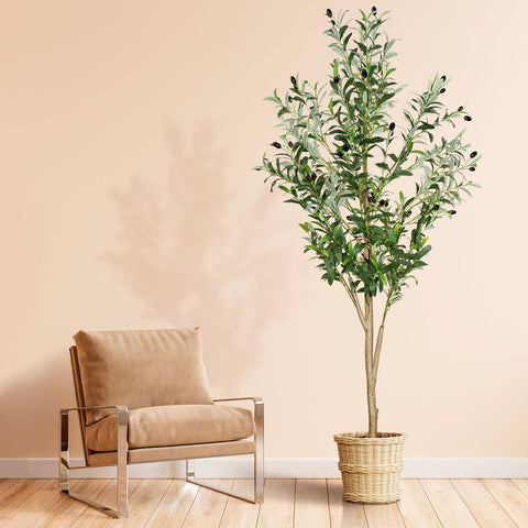 plantsworld front view showing full 6ft olive tree and natural decor benefit