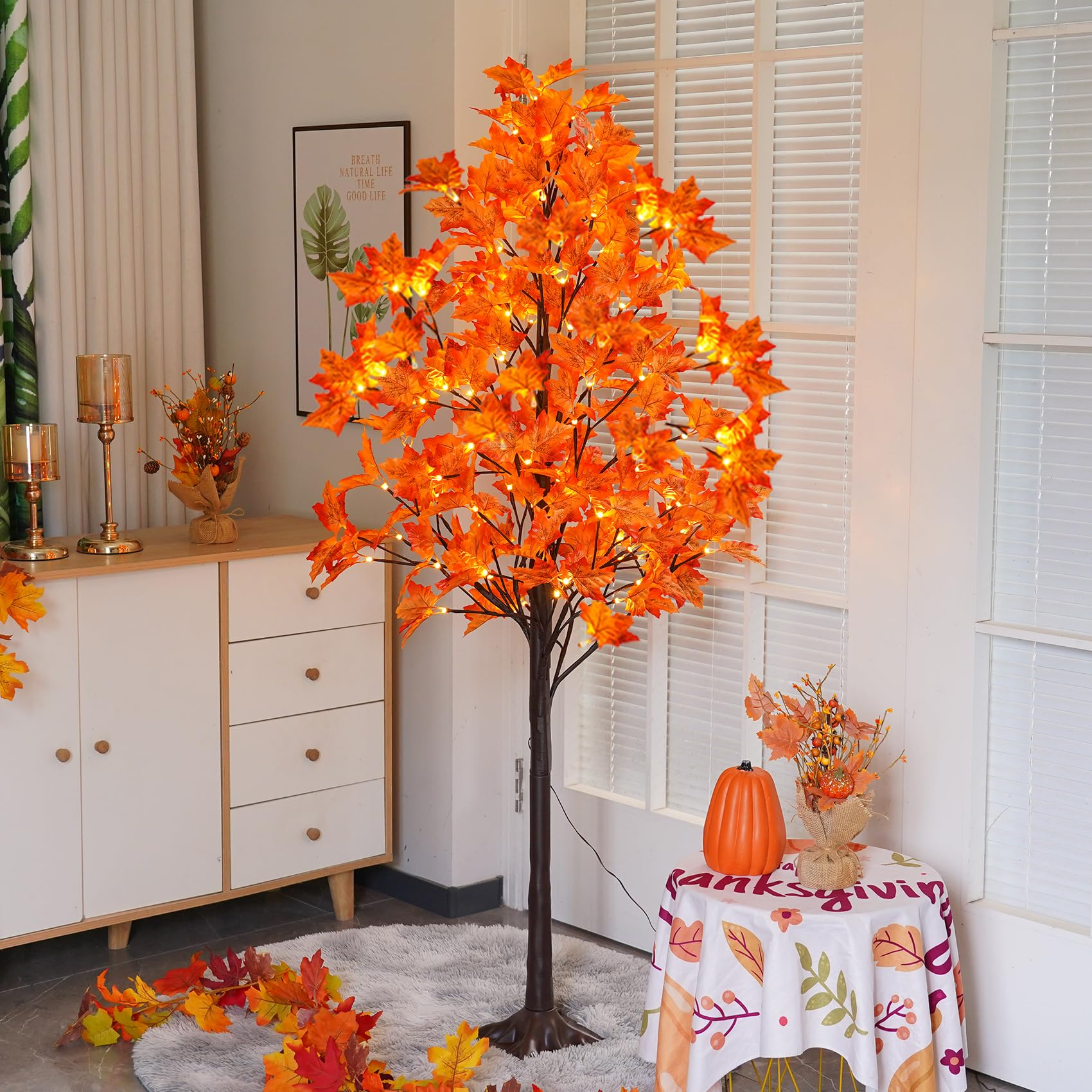 QIAOKAIYAN full front view of 5ft maple tree, creates warm autumn focal point