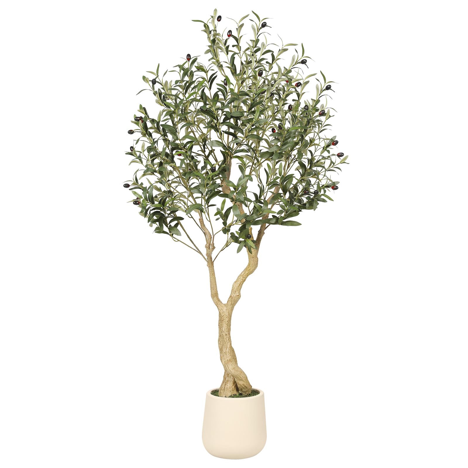 REALEAD front view of 5ft olive tree with white planter shows elegant height and balance