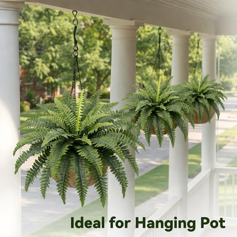 Richeerca fern on porch setting adding green ambiance without maintenance