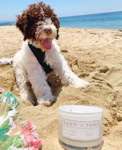 Sand + Paws jar beside hand showing scale and easy placement benefit