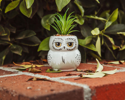 Silver Buffalo Hedwig planter used as trinket tray with rings, keeps small items organized