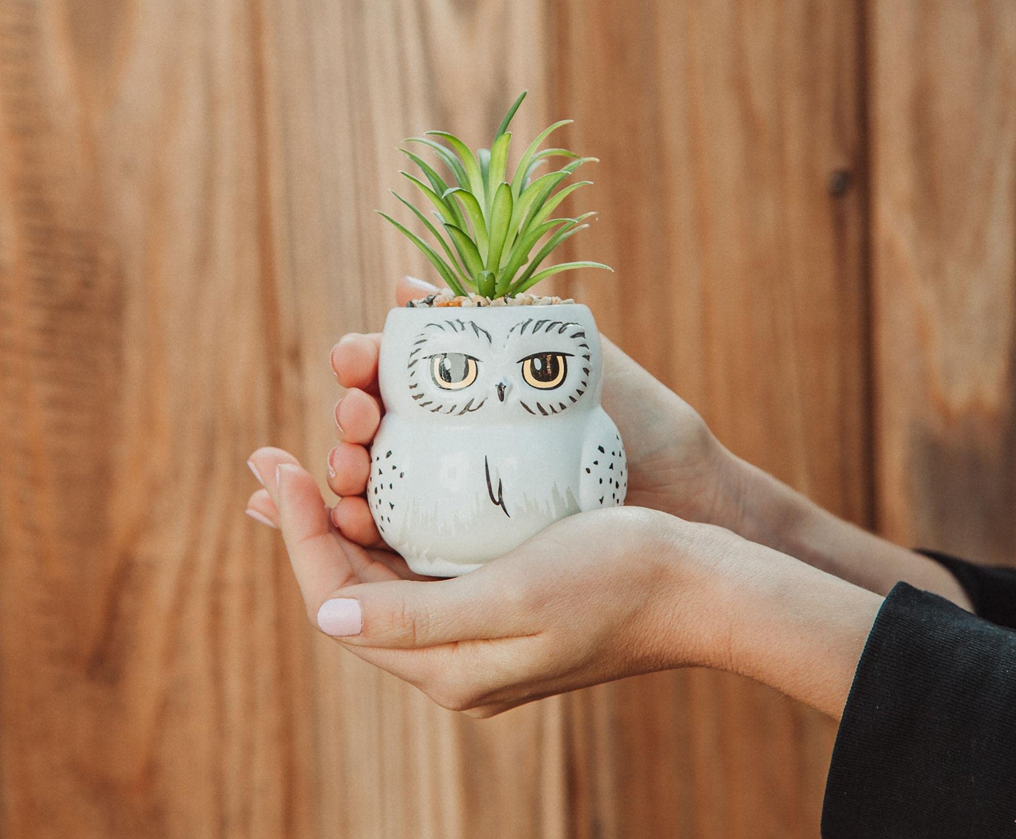 Silver Buffalo Hedwig planter top view with faux succulent, offers maintenance-free greenery