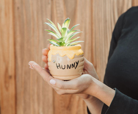 Silver Buffalo hunny pot on desk adding whimsical decor and low-maintenance greenery