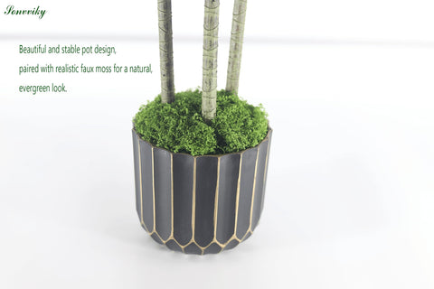 Sonvviky dracaena scale comparison beside sofa illustrating 4ft height