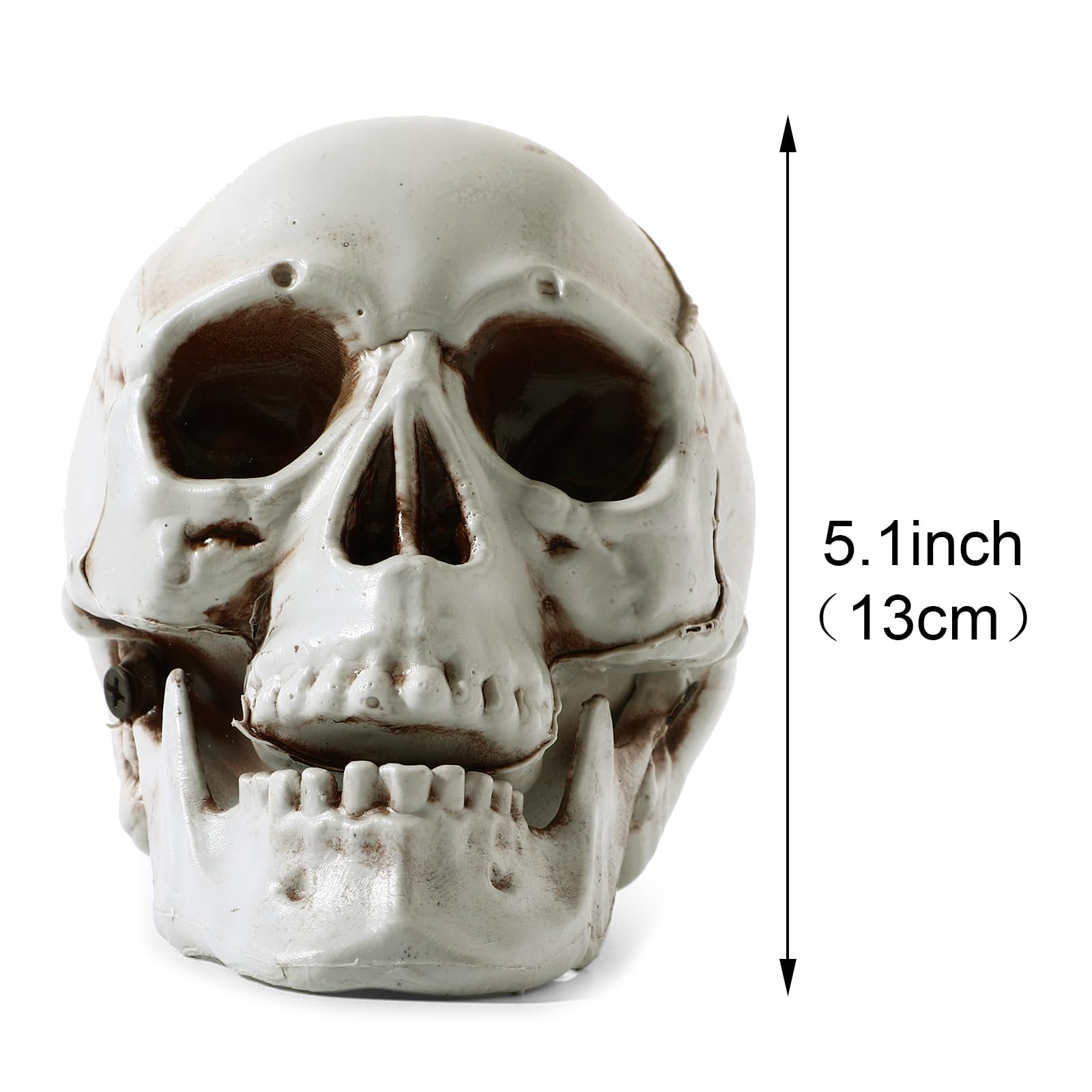 Sratte close-up of sculpted skull detail highlighting realistic texture