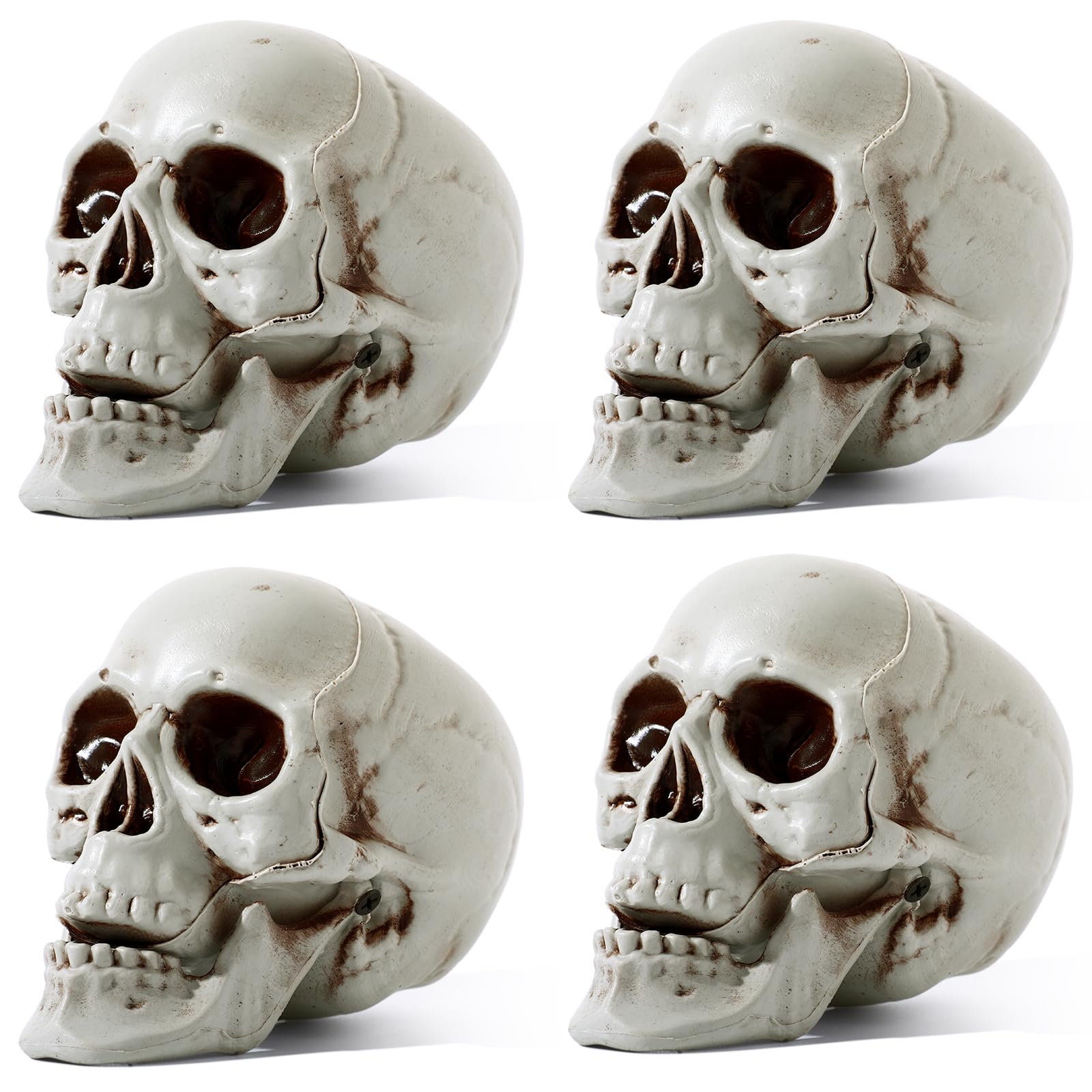Sratte front view of four skulls showing ready-to-use party props