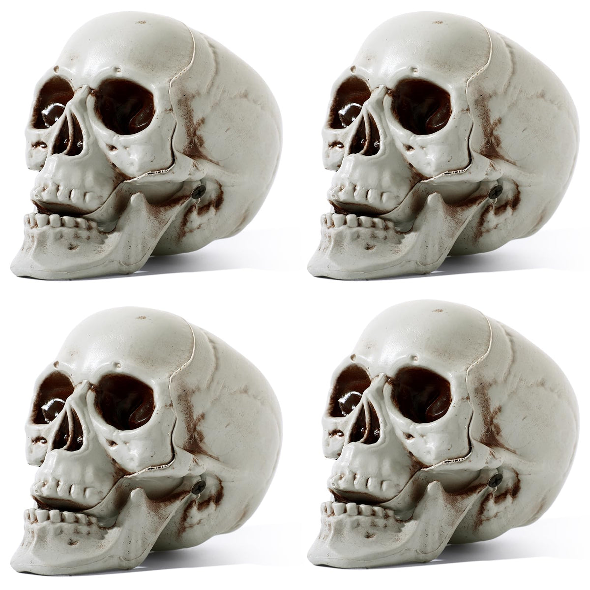 Sratte front view of four skulls showing ready-to-use party props