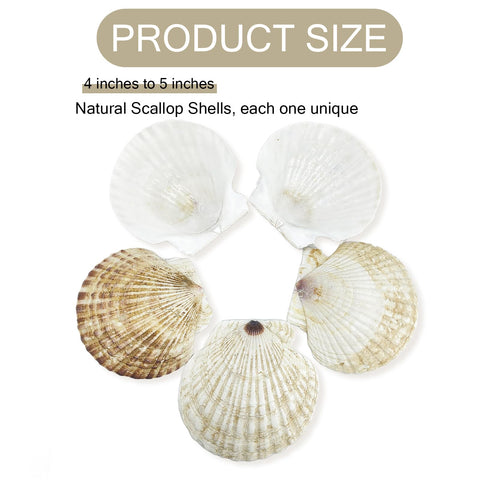 stonechic close-up of scallop shell ridges showing natural texture benefit