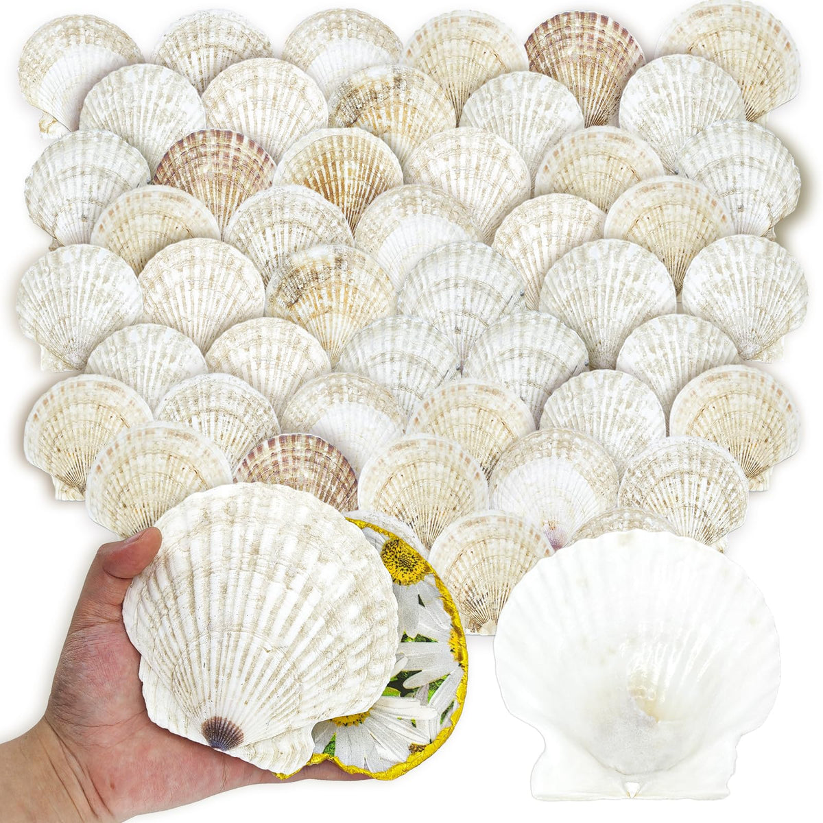 stonechic front packaging view showing 50 shells, ready for crafting benefit