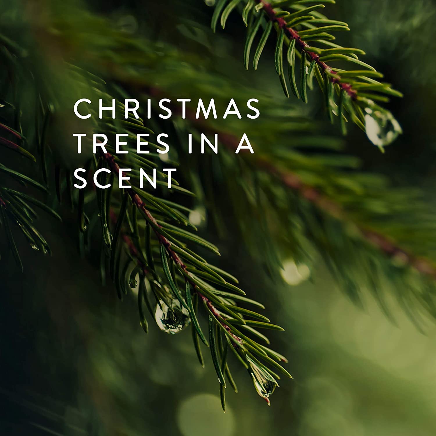 Thymes Frasier Fir label and wax texture showing quality craftsmanship