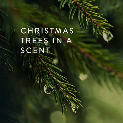 Thymes Frasier Fir label and wax texture showing quality craftsmanship