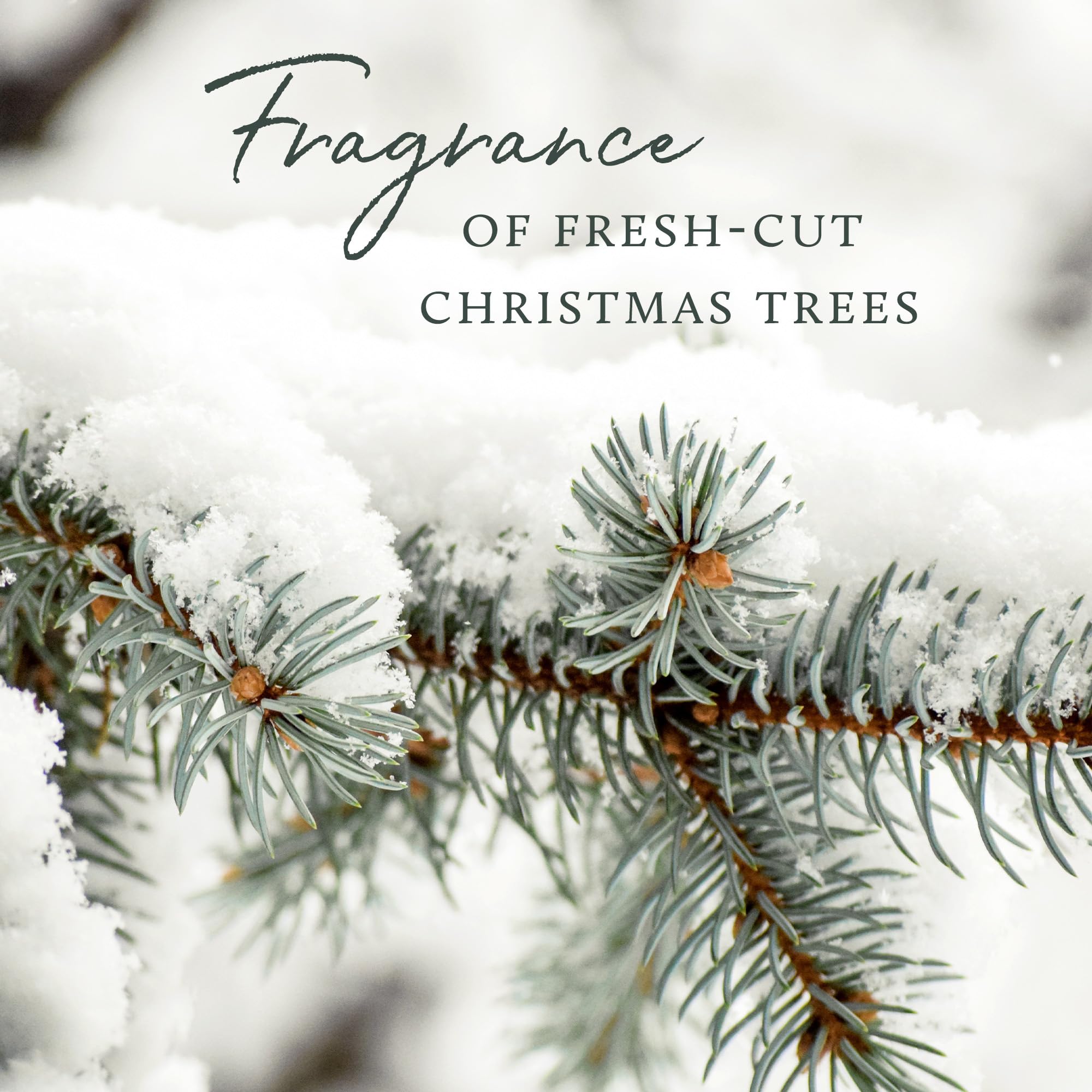 Thymes Frasier Fir label and wick detail emphasizing safe burn guidance