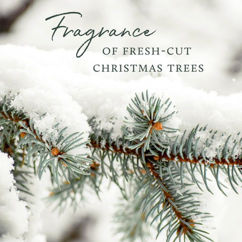 Thymes Frasier Fir label and wick detail emphasizing safe burn guidance