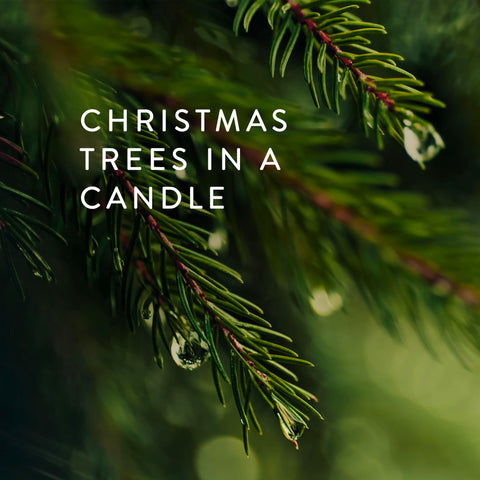 Close-up of Thymes Frasier Fir silver jar texture highlighting elegant pine-needle motif benefit