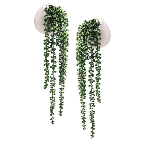Tiita front view of two white ceramic pots with trailing string of pearls offering instant greenery