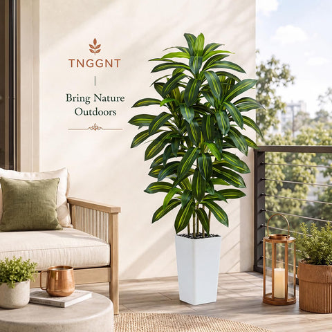 TNGGNT dracaena on balcony setting showing outdoor-safe aesthetic without plant care needs