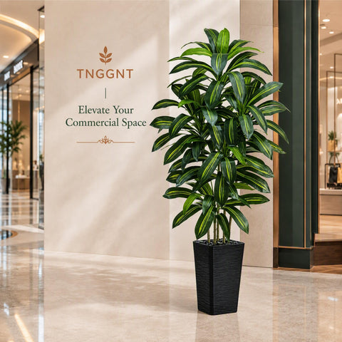 TNGGNT dracaena on sheltered balcony showing outdoor-safe aesthetic benefit