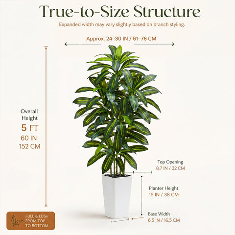 TNGGNT full room placement of dracaena demonstrating how it fills vertical space and lifts decor