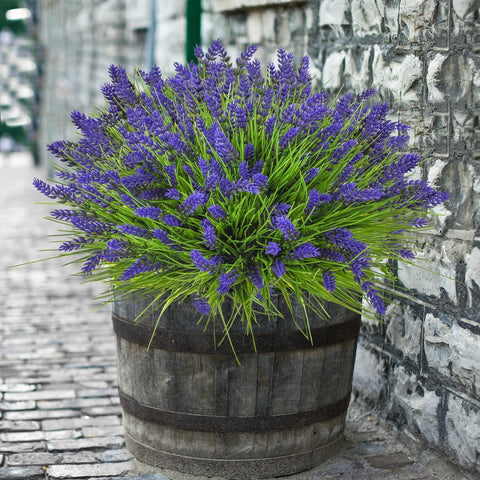trytuny lavender arranged on porch showing low-maintenance charm benefit
