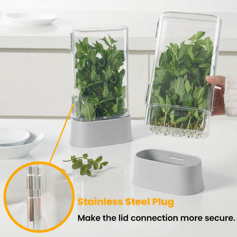 vacane with cilantro in fridge shelf keeping herbs upright and visible longer benefit