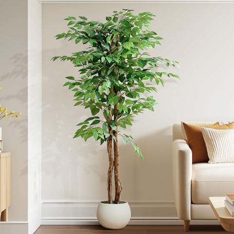 VECELO ficus beside sofa showing scale and how it anchors room design