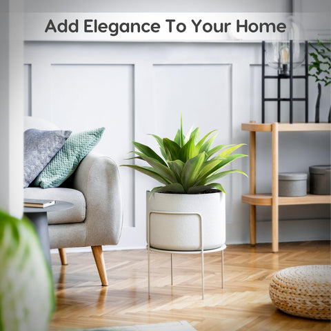 Velener agave beside chair demonstrating scale and ideal planter fit