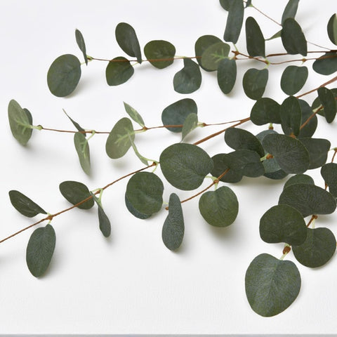 VGIA eucalyptus next to a ruler showing 27-inch length for accurate sizing and planning