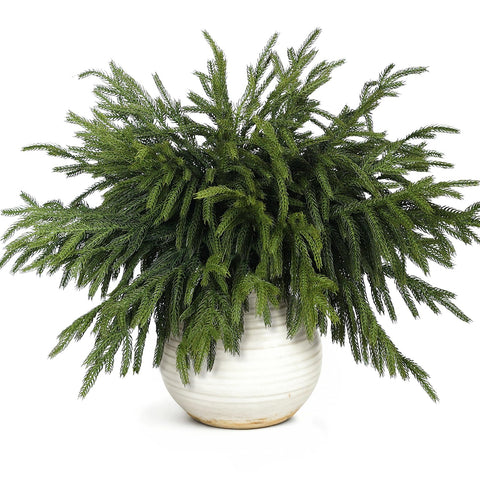 VIERENA front view of 40-pack branches showing quantity benefit