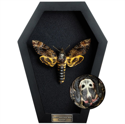 VINADECOR coffin frame front view showing moth and skull for gothic display