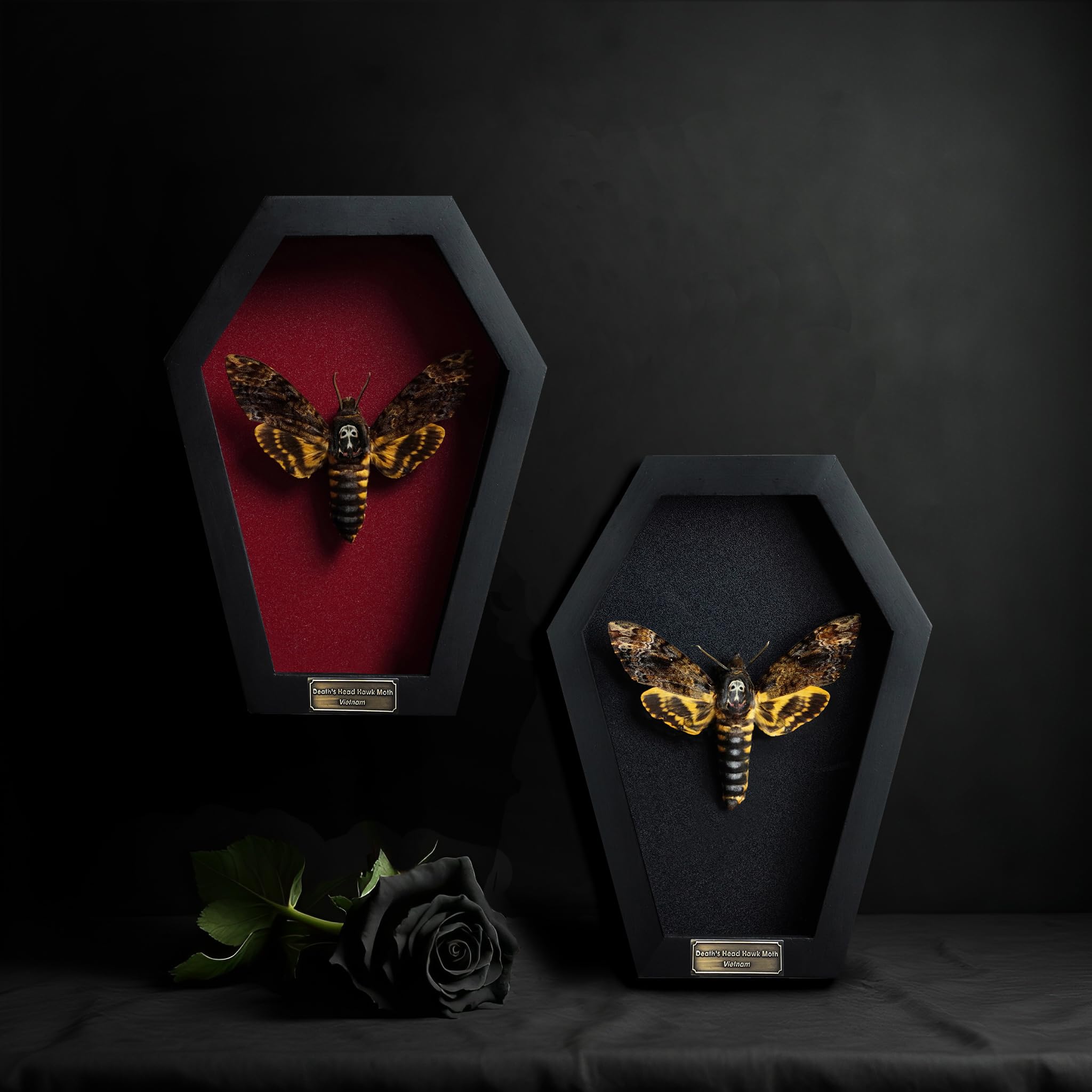 VINADECOR white skull backdrop detail highlighting contrast and depth