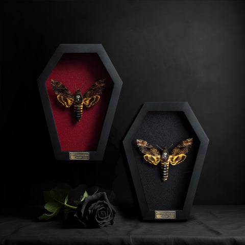 VINADECOR white skull backdrop detail highlighting contrast and depth