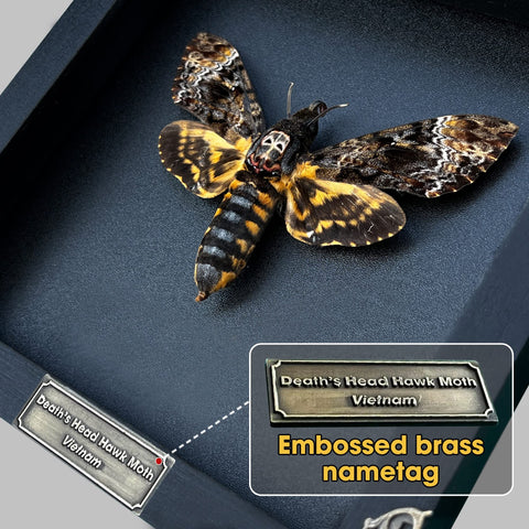 vinatimes close-up of moth thorax skull marking highlighting natural curiosity