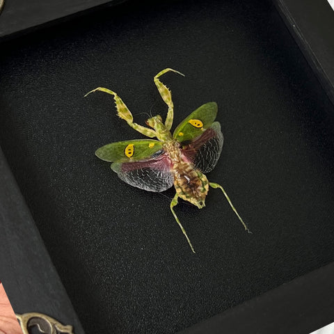 vinatimes mantis close-up detail showing preserved legs and coloration benefit educational study