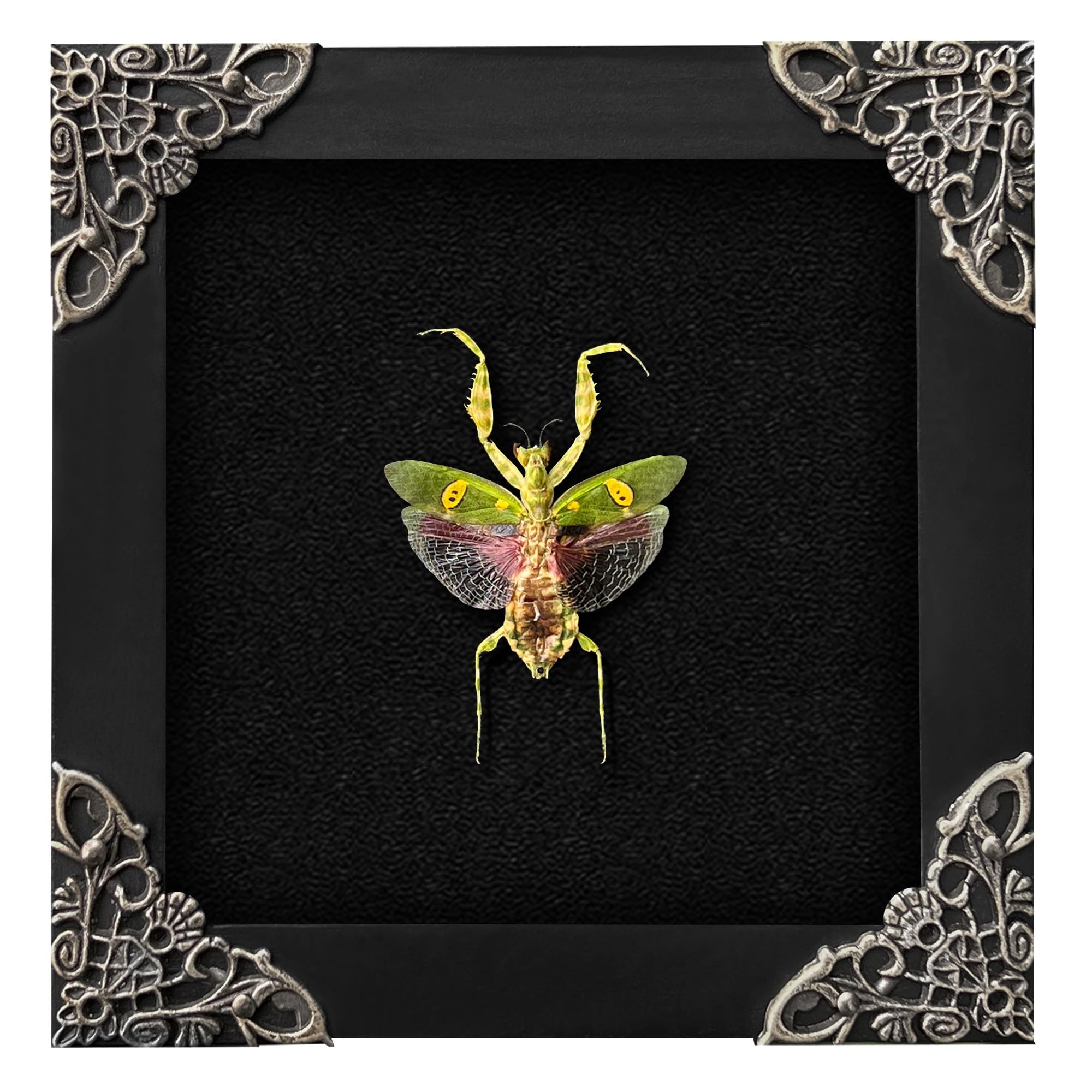 vinatimes framed mantis front view showing intact specimen and frame benefit display-ready
