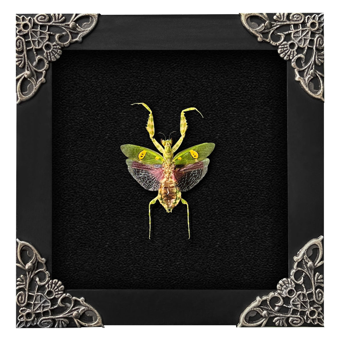 vinatimes framed mantis front view showing intact specimen and frame benefit display-ready