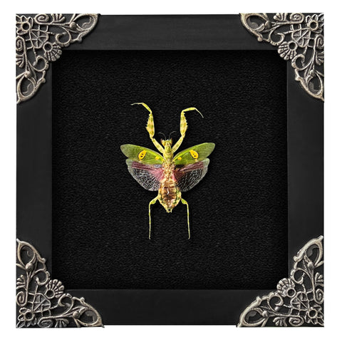 vinatimes framed mantis front view showing intact specimen and frame benefit display-ready