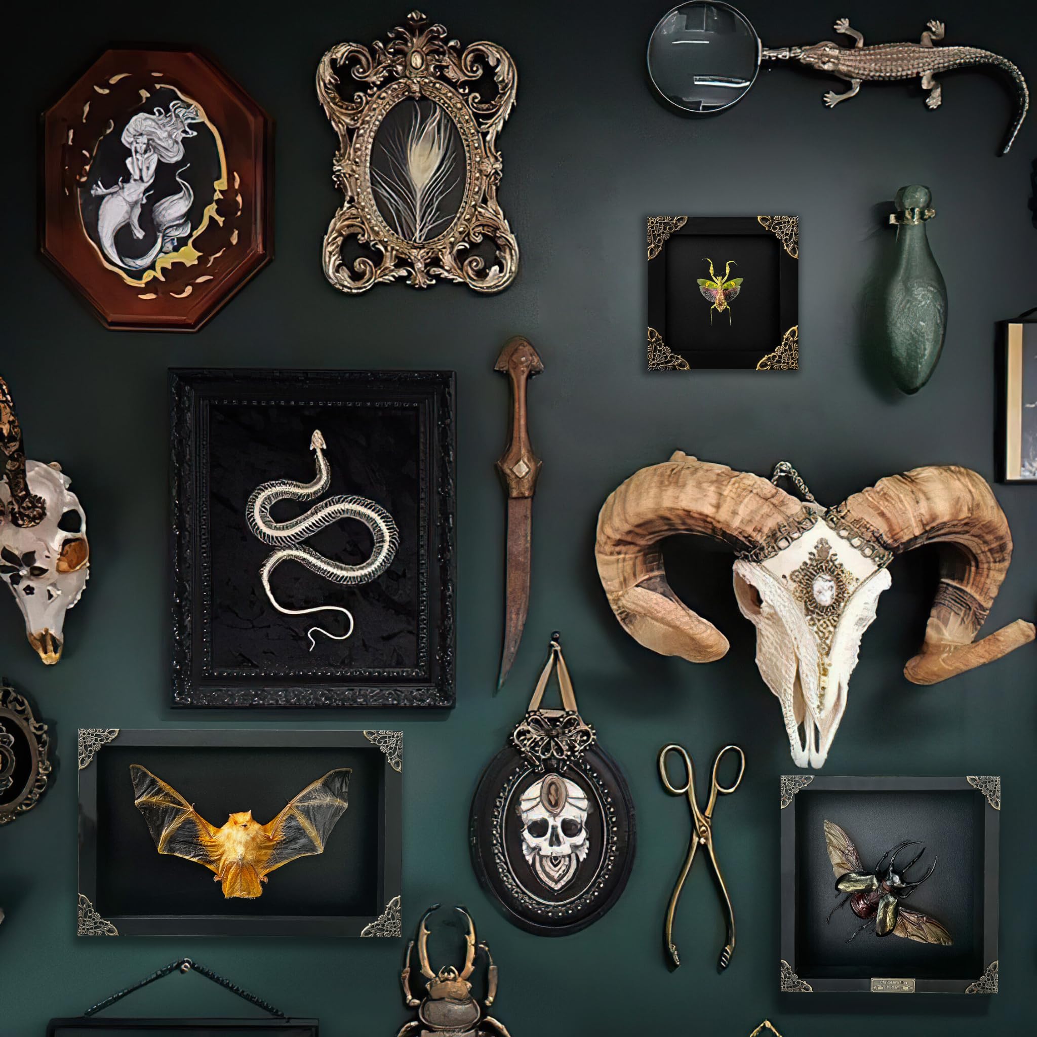 vinatimes framed mantis on gallery wall showing decorative use benefit conversation piece
