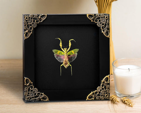 vinatimes framed mantis in hand showing scale benefit compact collectible size