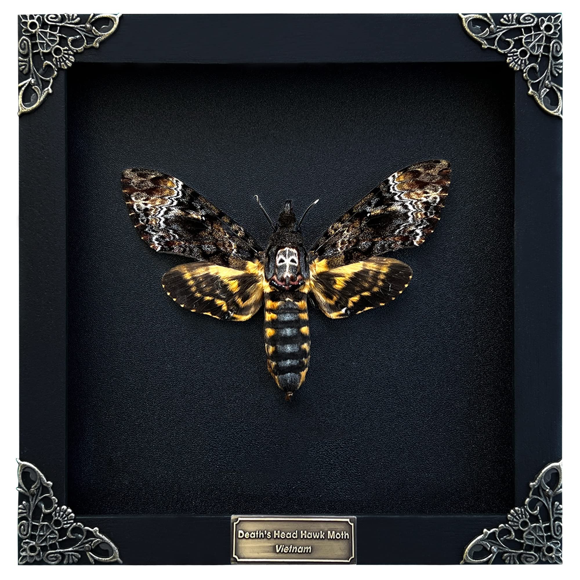 vinatimes front view of framed hawkmoth showing dramatic display and authentic detail
