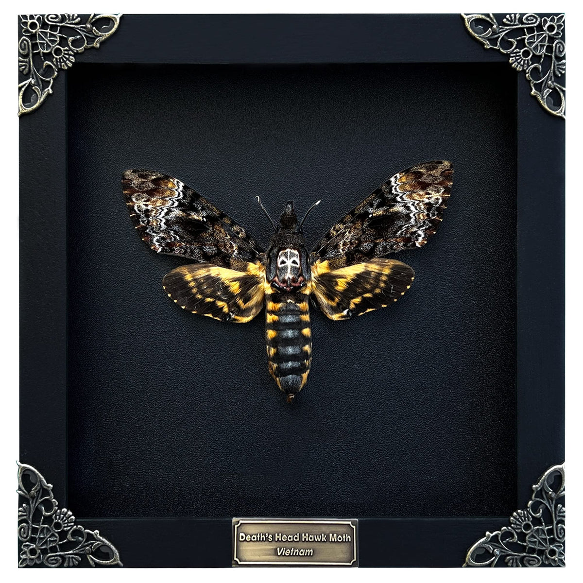 vinatimes front view of framed hawkmoth showing dramatic display and authentic detail