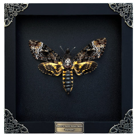vinatimes front view of framed hawkmoth showing dramatic display and authentic detail