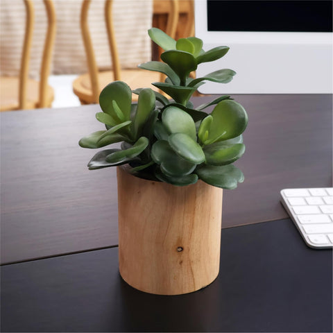 VINSUNI on desk with laptop shows compact greenery for workspaces