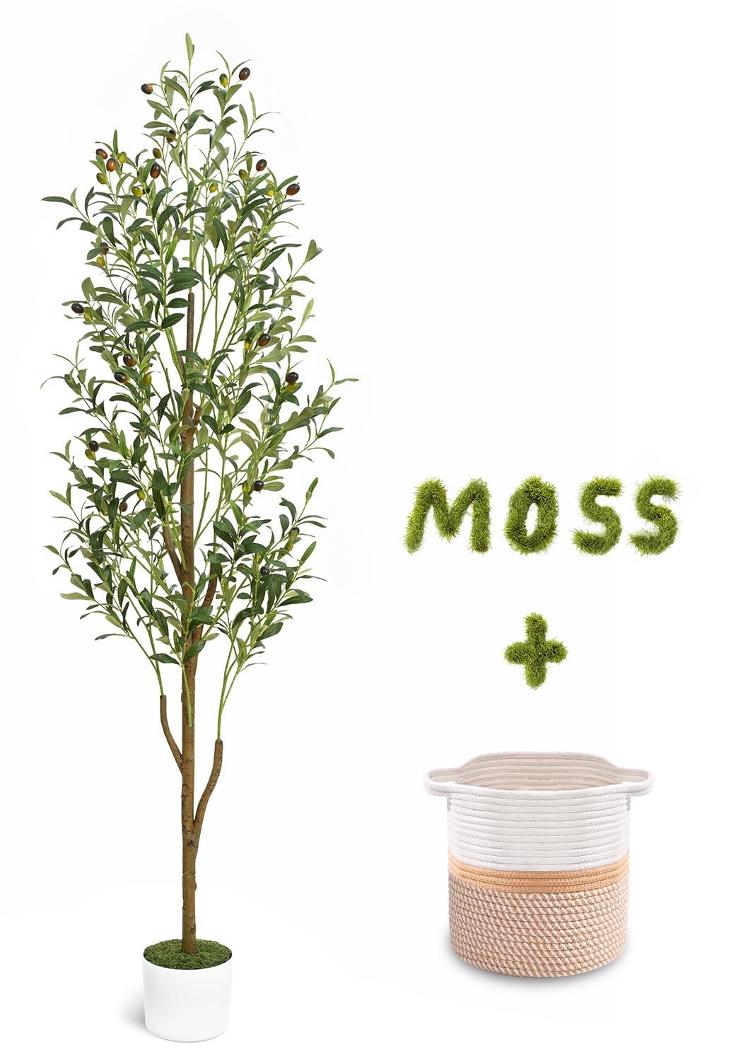 Waipfaru 6FT olive tree full view adds greenery without maintenance