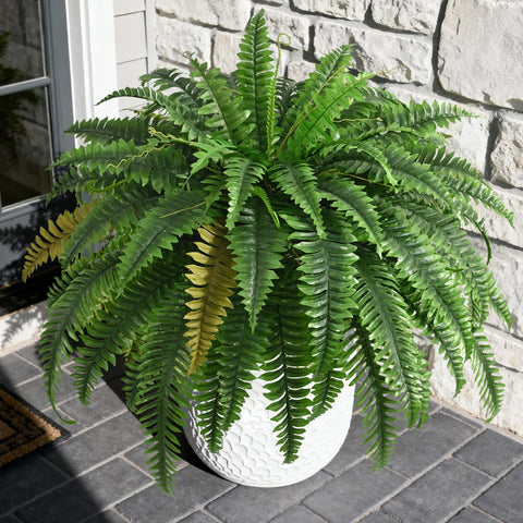 Waipfaru close-up of fronds highlighting gradient green leaves and natural look