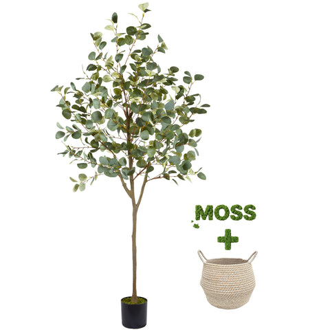 Warmplants front view showing full 6ft eucalyptus tree and basket, adds instant greenery