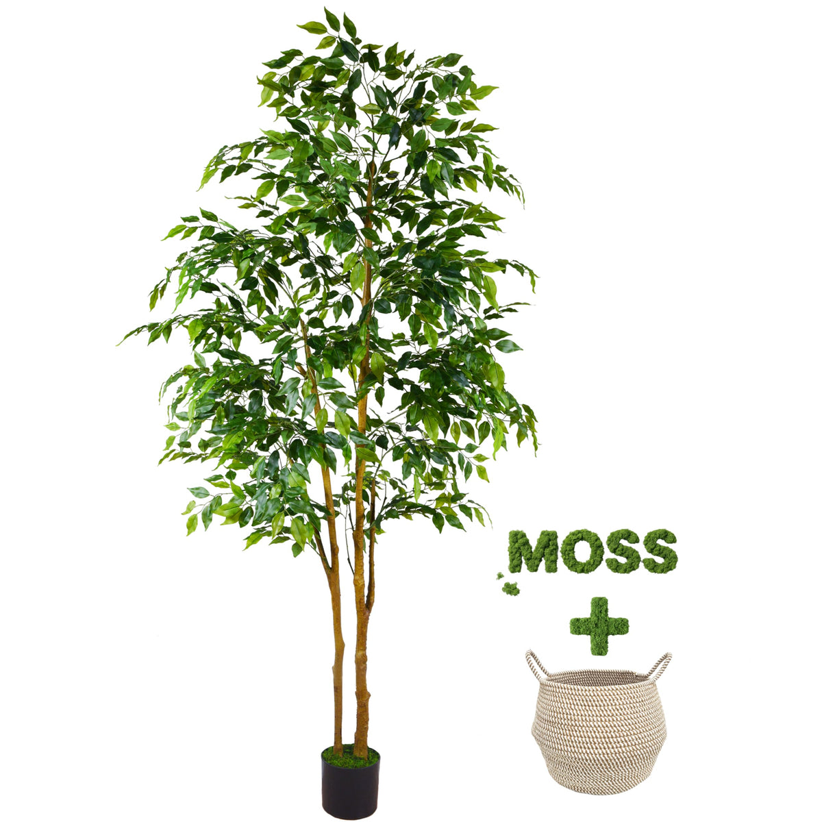 Warmplants ficus tree front view showing full 7ft height and leafy fullness